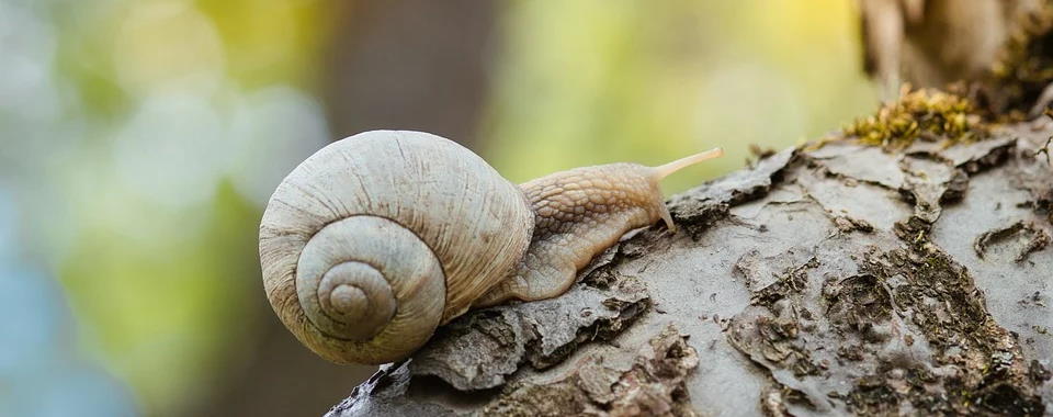 Ordine Al Tavolo Con Scontrino Immediato Con Comanda Facile